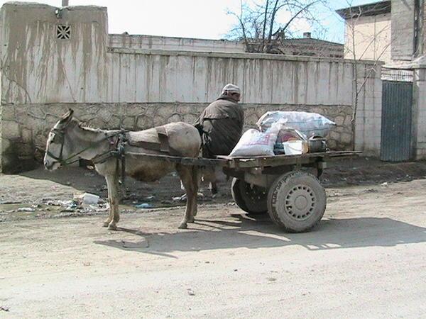 Donkey cart in Kabul