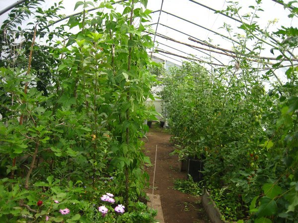 Greenhouse #2