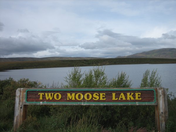Saw two moose here