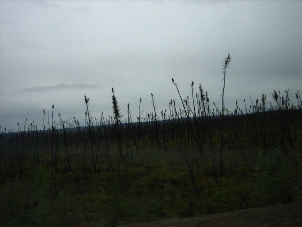 what the forest fires leave behind