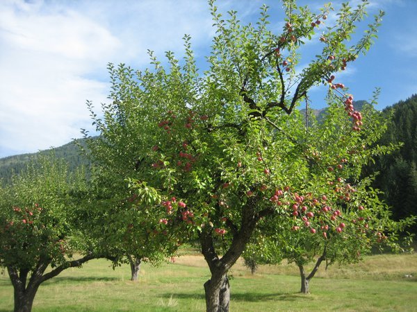 One of the apple trees in the orchard