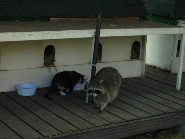 Cats and Raccoons