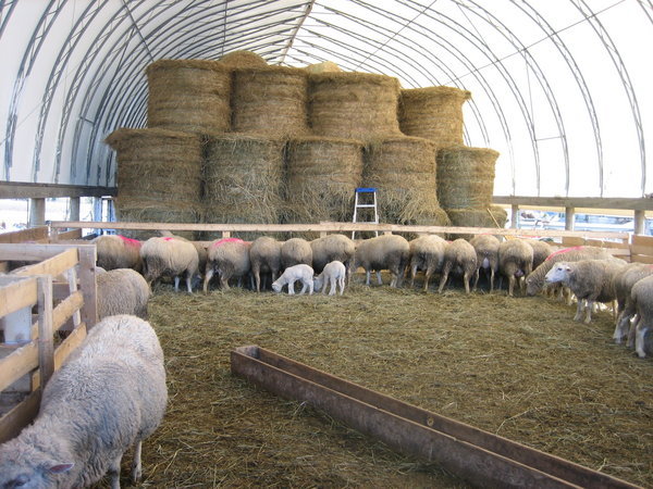 Some sheep. In a barn.