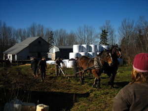 Horse-drawn ploughing