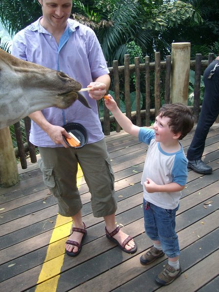 Monkey feeding Giraffe!!