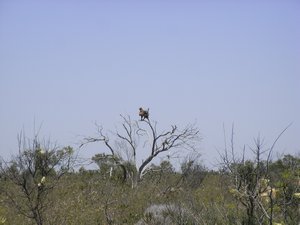 Wedge Tailed Eagle in tree
