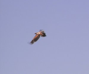Wedge Tailed Eagle in flight
