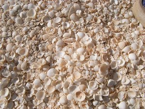 Trillions of tiny white shells