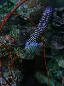 Reef HQ - zebra eel