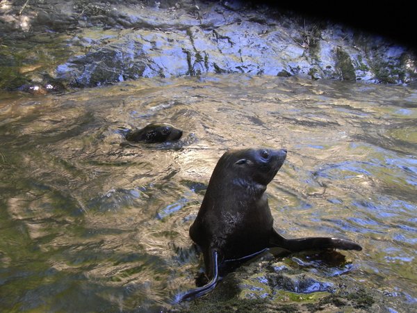 Our first trip to the seals at Ohau Falls