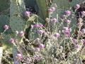 Wildflowers at Saguaro