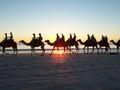 Broome camels