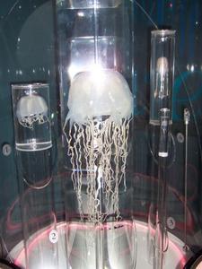 Box Jellyfish at the Museum
