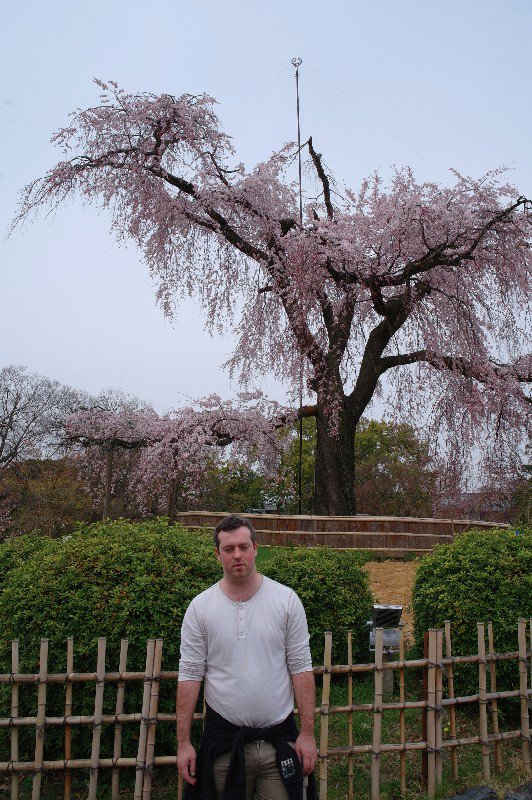 Conor loving those sakura