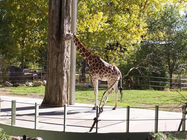 Calgary Zoo: Giraffe