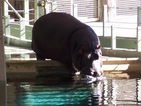 Calgary Zoo: Hippo