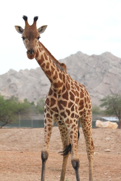 al ain zoo-giraffe