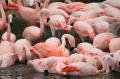 al ain zoo-flamingo