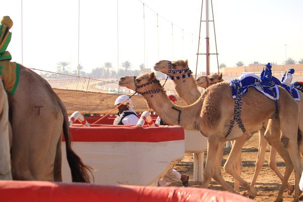 camels are ready to race