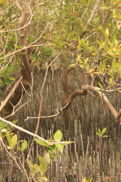 life in the mangroves
