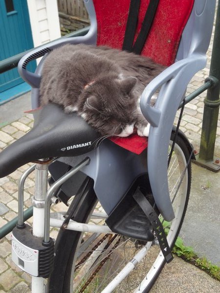 Someone take this cat for a ride