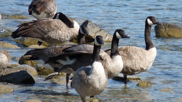 Canada Geese?