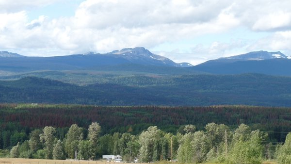 Mountain Pine Beetle infestation (red trees)