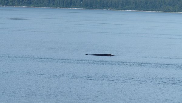 that's a whale, not a log (really)
