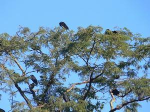 Condors' tree