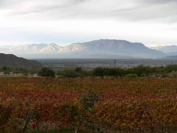 A winery in Cafayate