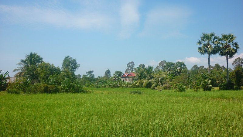 Rice Fields Somehwere Near Bakong