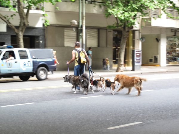 Pooches on Parade