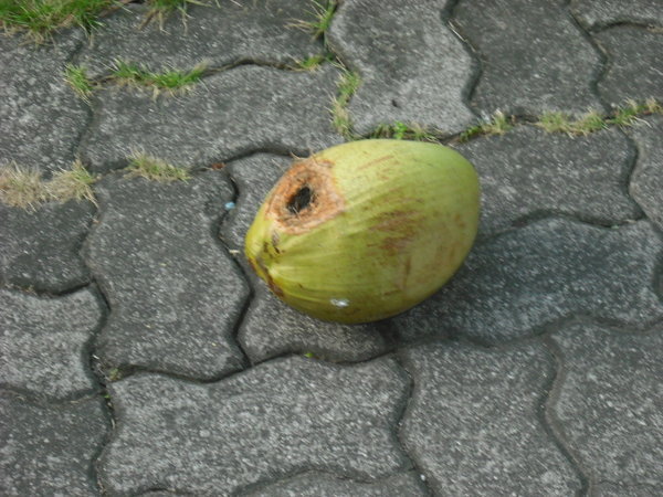 Bali Coconut 