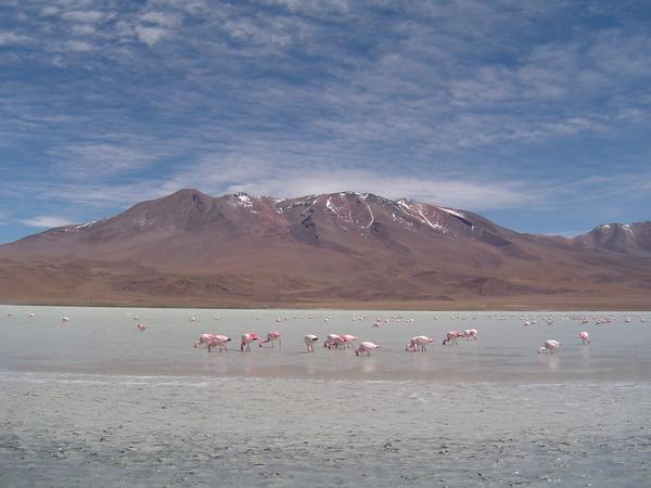 flamingos in Laguna Blanca