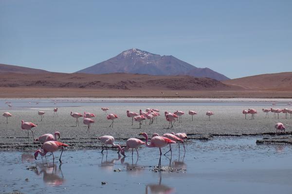 More Flamingos