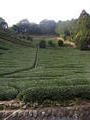 Tea fields in Mariko