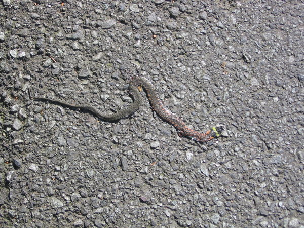 The snake we saw on the side of the road 
