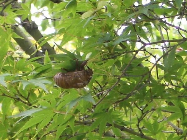 Cicada Spotting!!!