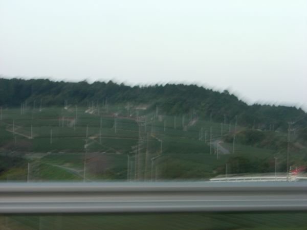 Green Tea fields in a city called Makinohara (famous for Green tea production in Japan)
