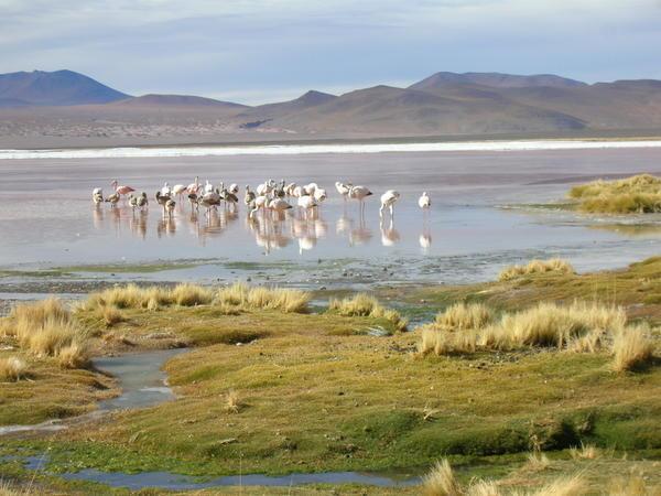 Flamingos at Laguna Colorado