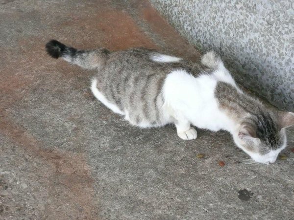 Kuching Cat with abbreviated tail