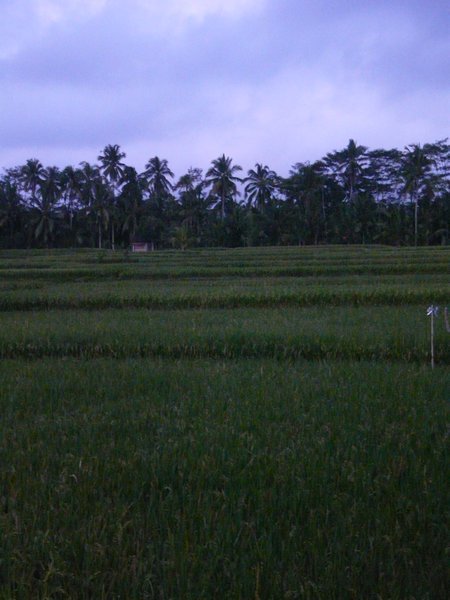 Ubud - the ricefields