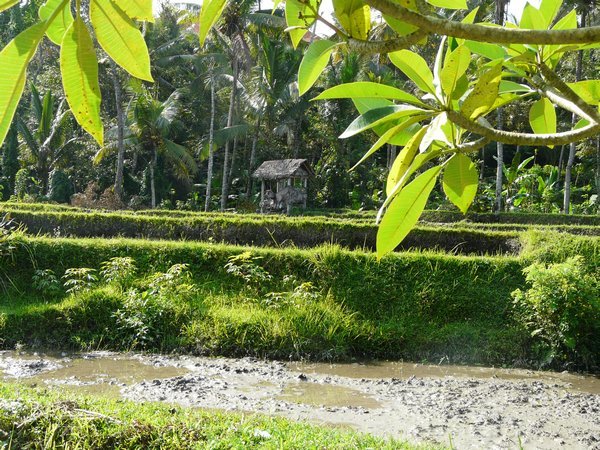 Yuh Pulu ricefields