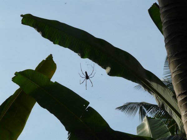 Huge spider of about 10-15cm