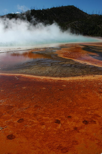 Bright red bacterial mat next to hot spring