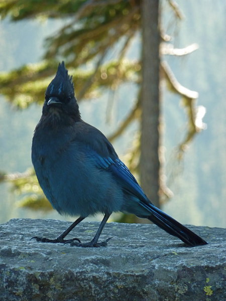 The Western Bluejay | Photo