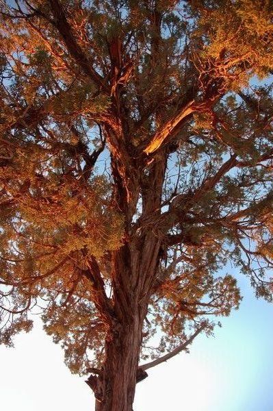 A cedar picks up the last rays of sunlight