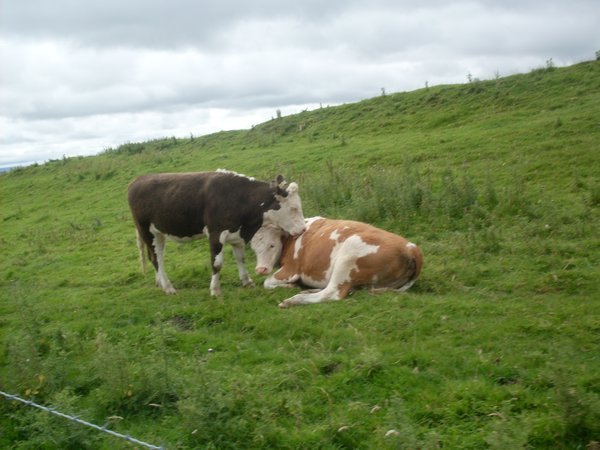 Cow Love!