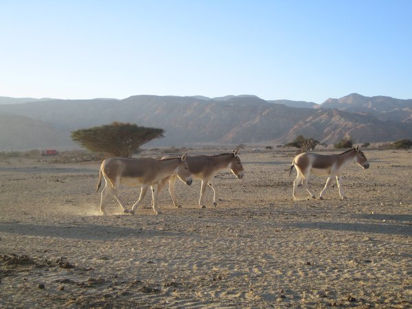 Onagers in Hai Bar