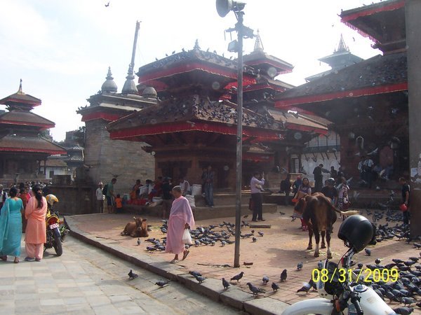 Cows and pigeons, Durbar Square